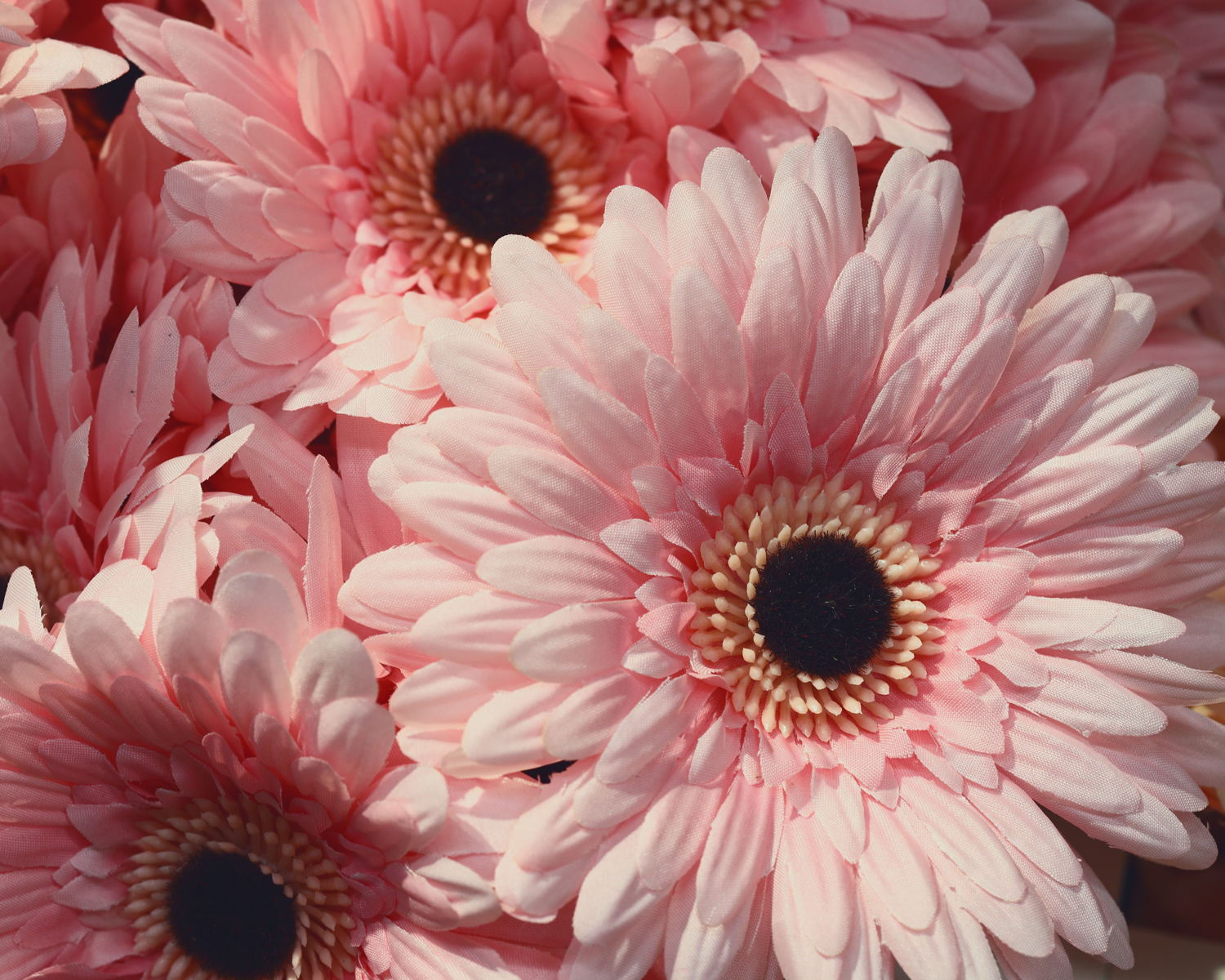 Gerbera-Toppbild-4.5.jpg