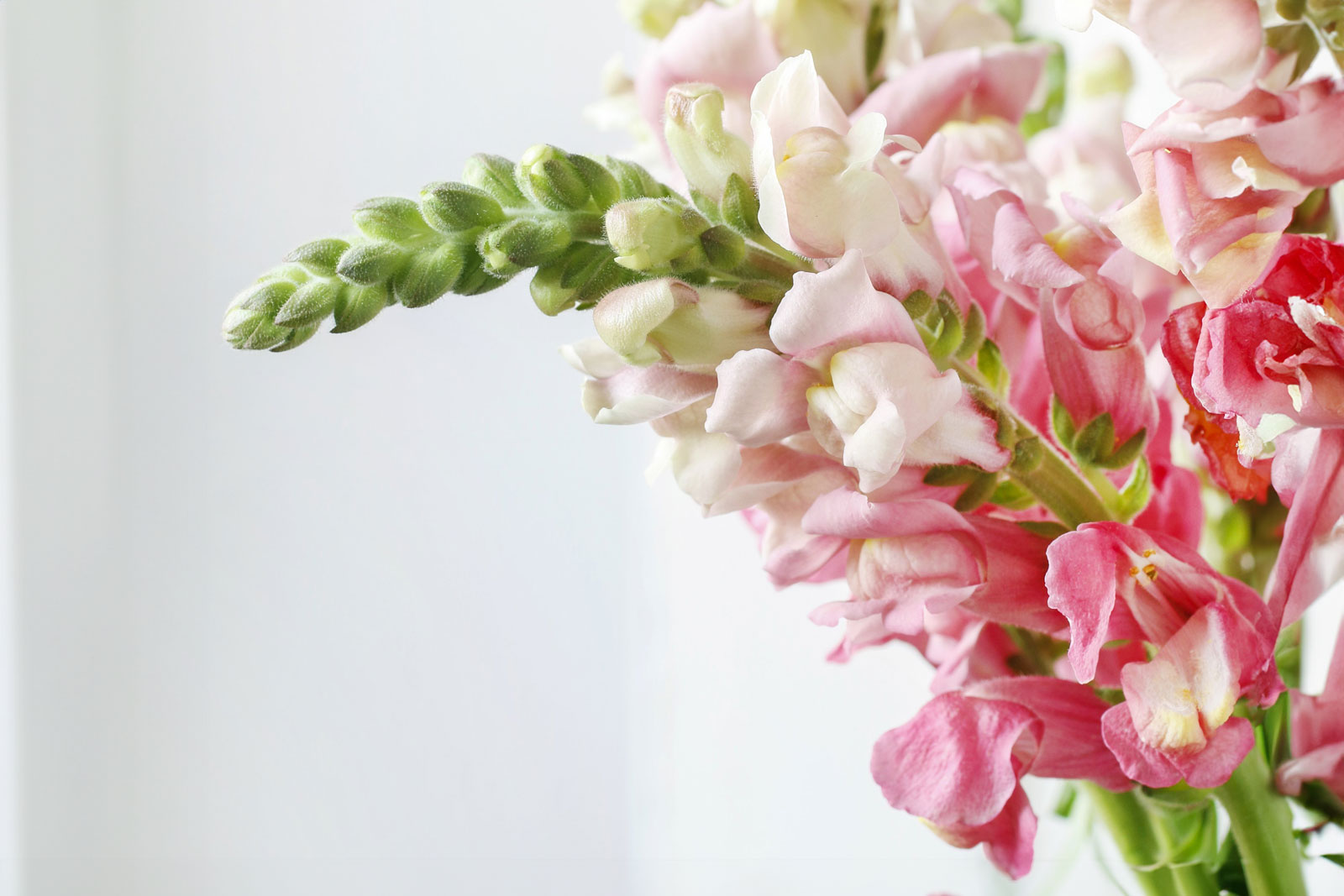 Därför är lejongap en av vårens bästa blommor